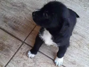 Cachorro raça SRD idade Abaixo de 2 meses nome Macho 01