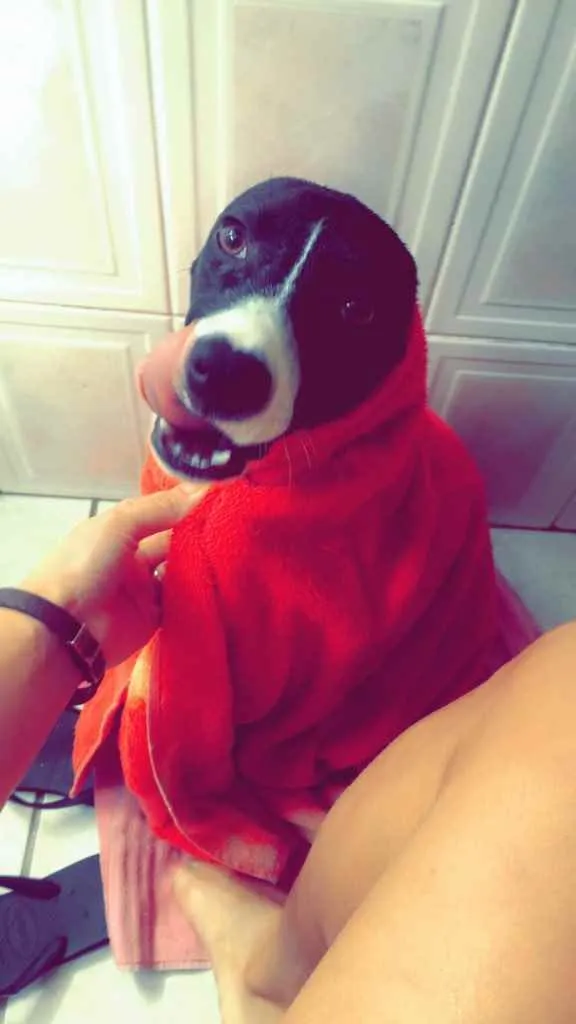 Cachorro ra a Vira Lata idade 1 ano nome Bella