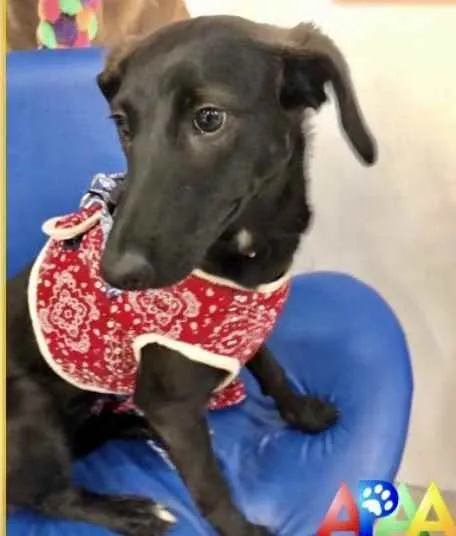 Cachorro ra a Srd  idade 7 a 11 meses nome Nubia bebê linda