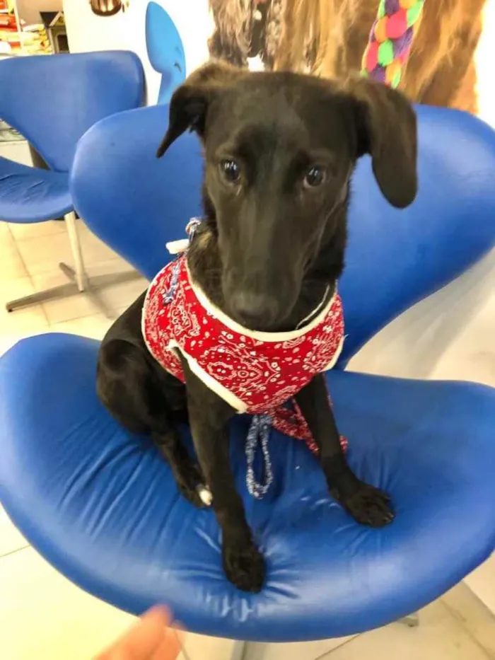 Cachorro ra a Srd  idade 7 a 11 meses nome Nubia bebê linda