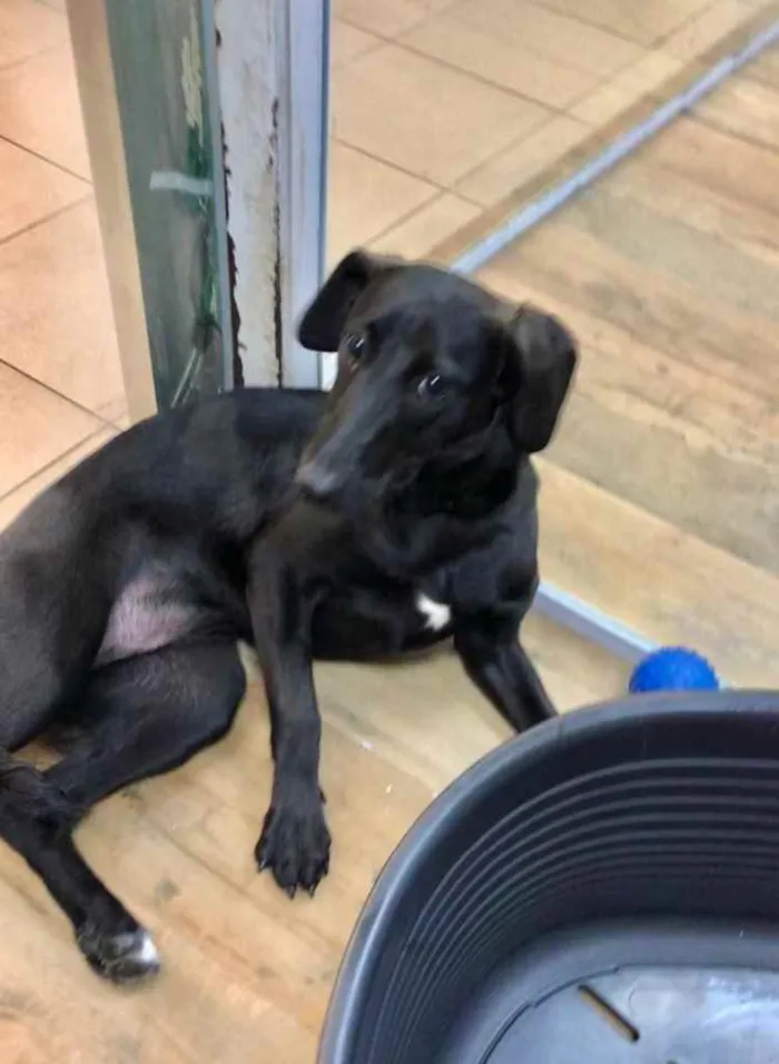 Cachorro ra a Srd  idade 7 a 11 meses nome Nubia bebê linda