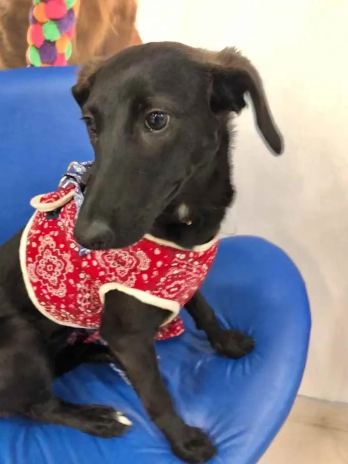 Cachorro ra a Srd  idade 7 a 11 meses nome Nubia bebê linda