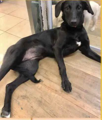 Cachorro ra a Srd  idade 7 a 11 meses nome Nubia bebê linda