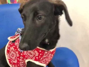 Cachorro raça Srd  idade 7 a 11 meses nome Nubia bebê linda 