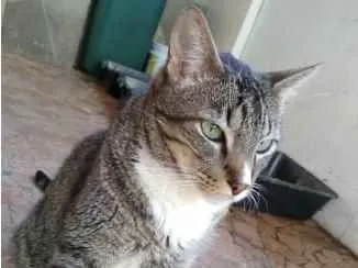 Gato ra a Srd  idade 2 anos nome Tigue lindo 