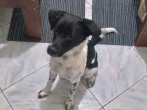 Cachorro raça Sem raça definida idade 7 a 11 meses nome Biscoito