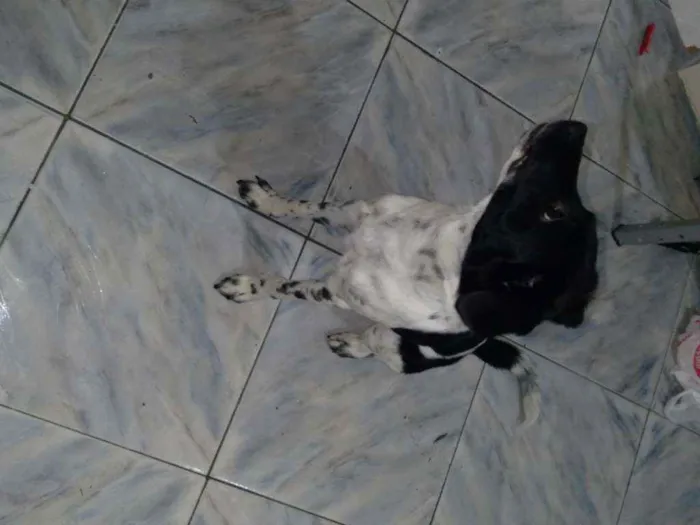 Cachorro ra a Sem raça definida idade 7 a 11 meses nome Biscoito