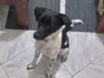 Biscoito