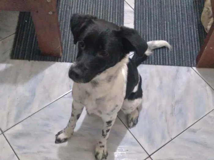 Cachorro ra a Sem raça definida idade 7 a 11 meses nome Biscoito