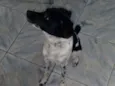 Biscoito