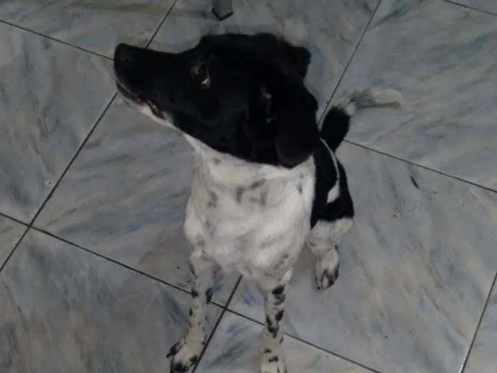 Cachorro ra a Sem raça definida idade 7 a 11 meses nome Biscoito