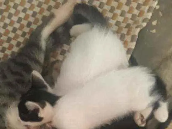 Gato ra a  idade Abaixo de 2 meses nome gatos