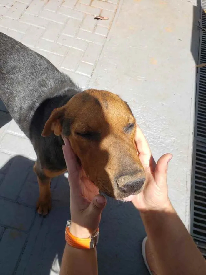 Cachorro ra a Sem raça  idade 3 anos nome Thor 