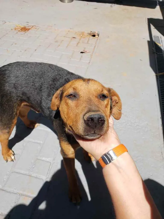 Cachorro ra a Sem raça  idade 3 anos nome Thor 