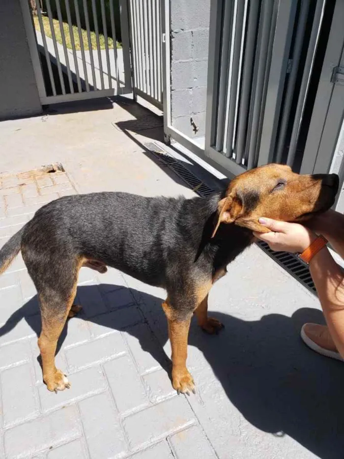 Cachorro ra a Sem raça  idade 3 anos nome Thor 