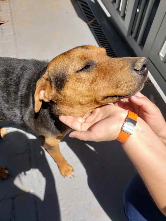 Cachorro ra a Sem raça  idade 3 anos nome Thor 