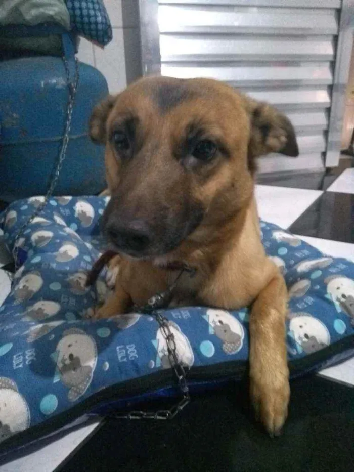 Cachorro ra a Vira-lata idade 5 anos nome Sinba