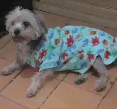 Cachorro ra a SEM RAÇA idade 4 anos nome LULY