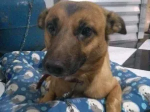 Cachorro raça Vira-lata idade 5 anos nome Sinba