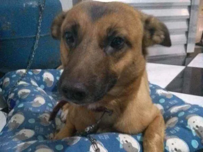 Cachorro ra a Vira-lata idade 5 anos nome Sinba