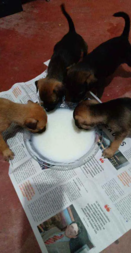 Cachorro raça De raça Grande  idade Abaixo de 2 meses nome Sem Nomes Ainda! 