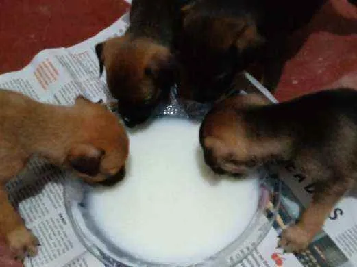 Cachorro raça De raça Grande  idade Abaixo de 2 meses nome Sem Nomes Ainda! 