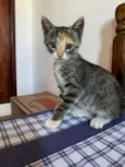 Gatos