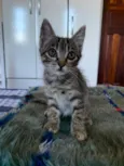 Gatos