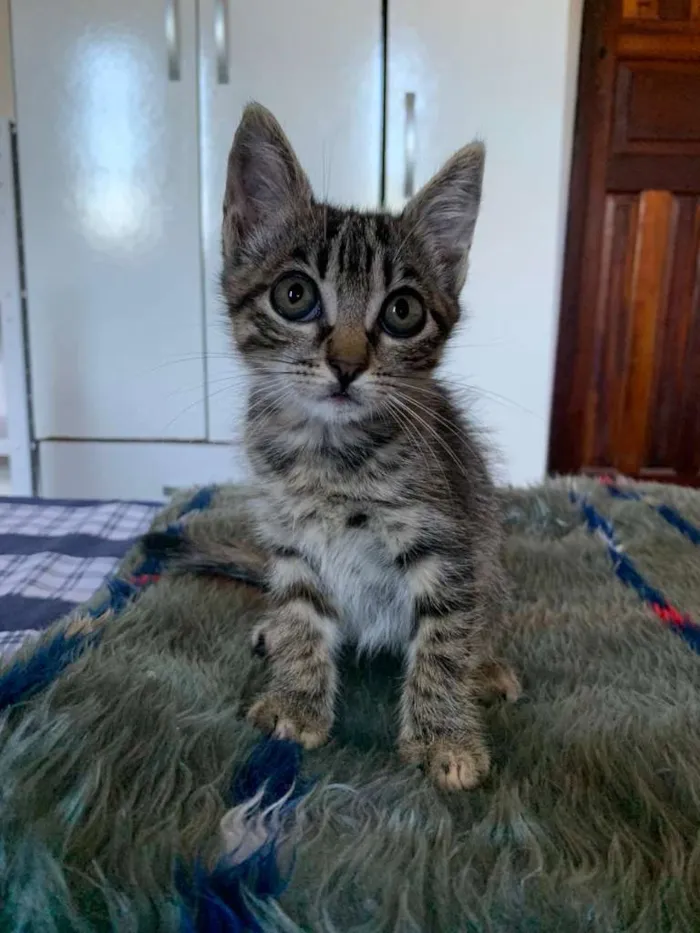Gato raça  idade Abaixo de 2 meses nome Gatos