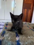 Gatos