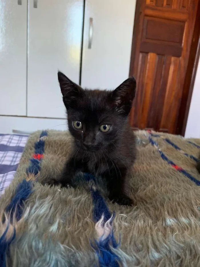 Gato raça  idade Abaixo de 2 meses nome Gatos