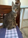 Gatos
