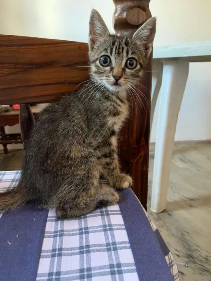 Gato raça  idade Abaixo de 2 meses nome Gatos