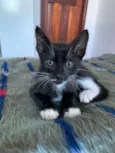 Gatos