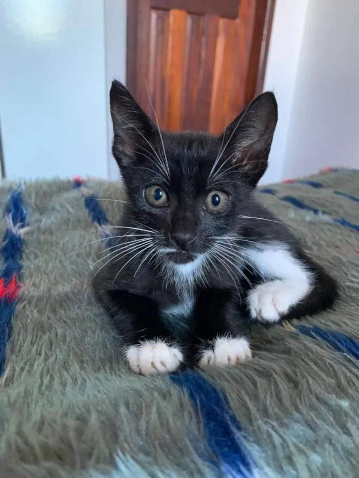 Gato raça  idade Abaixo de 2 meses nome Gatos