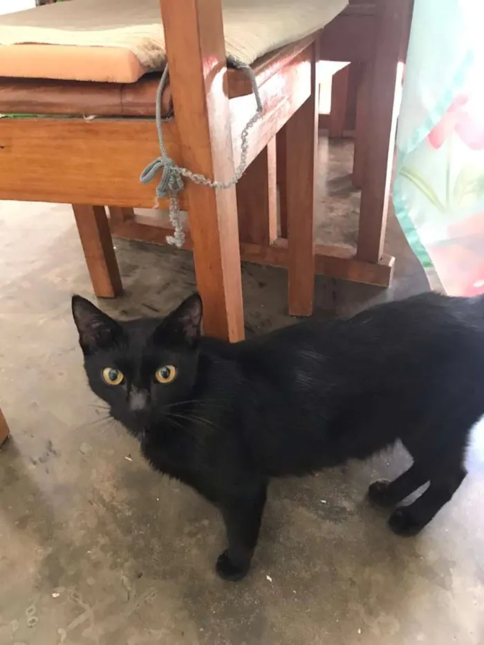 Gato raça  idade 7 a 11 meses nome Pérola