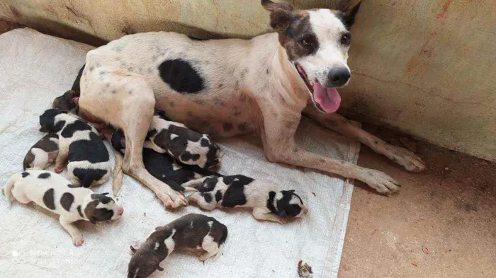 Cachorro raça Vira lata  idade Abaixo de 2 meses nome Vários filhotes 