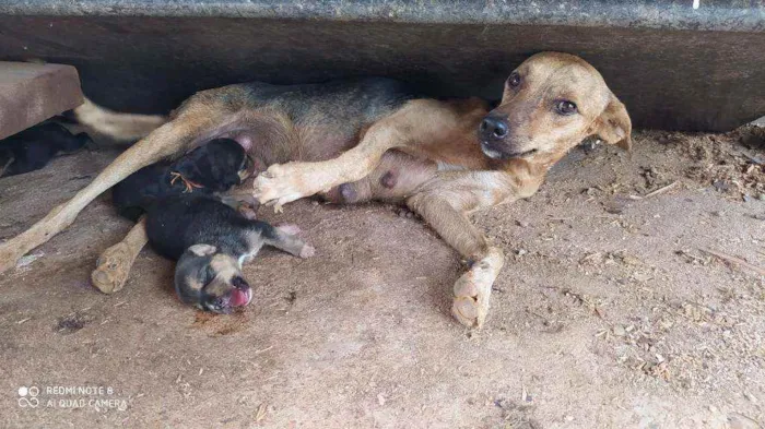 Cachorro raça Vira lata  idade Abaixo de 2 meses nome Vários filhotes 