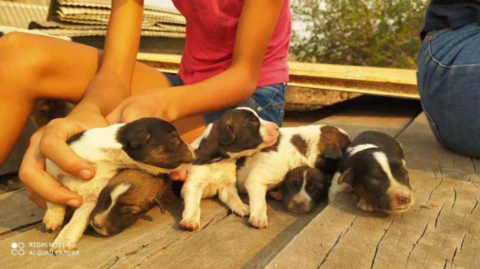 Cachorro raça Vira lata  idade Abaixo de 2 meses nome Vários filhotes 