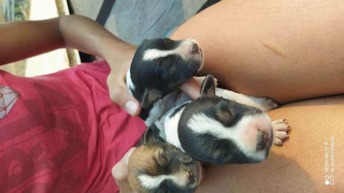 Cachorro raça Vira lata  idade Abaixo de 2 meses nome Vários filhotes 