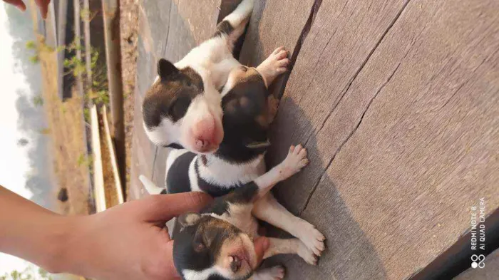 Cachorro raça Vira lata  idade Abaixo de 2 meses nome Vários filhotes 