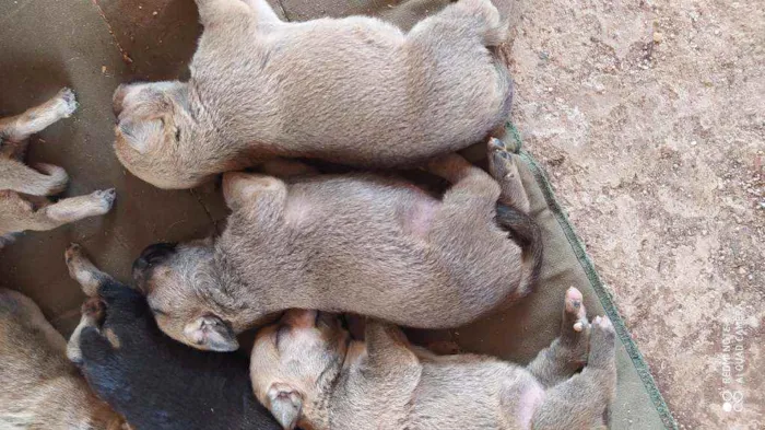 Cachorro raça Vira lata  idade Abaixo de 2 meses nome Vários filhotes 
