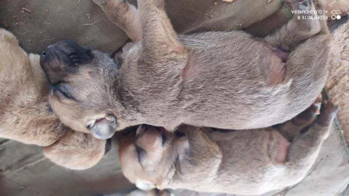 Cachorro raça Vira lata  idade Abaixo de 2 meses nome Vários filhotes 