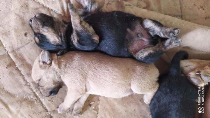 Cachorro raça Vira lata  idade Abaixo de 2 meses nome Vários filhotes 