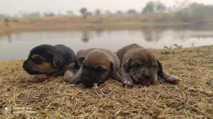 Cachorro raça Vira lata  idade Abaixo de 2 meses nome Vários filhotes 