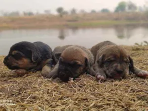 Cachorro raça Vira lata  idade Abaixo de 2 meses nome Vários filhotes 