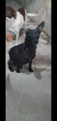 Neguinha 