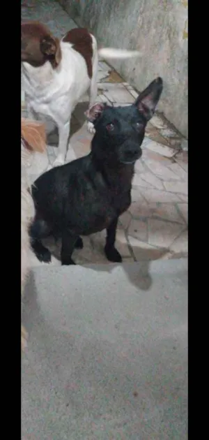 Cachorro raça Vira-lata idade 7 a 11 meses nome Neguinha 