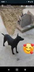 Neguinha 