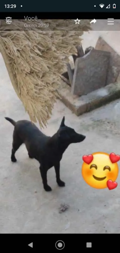 Cachorro raça Vira-lata idade 7 a 11 meses nome Neguinha 
